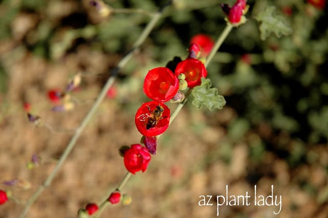 Globe Mallow