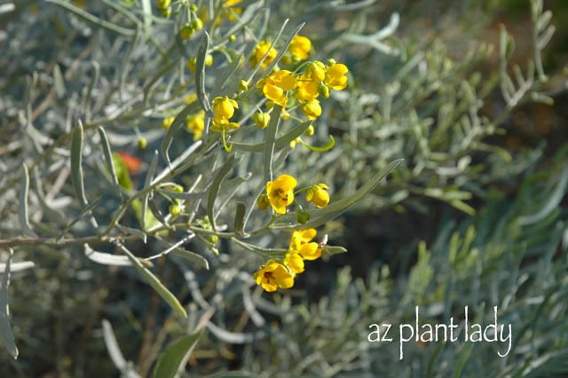 Silvery Cassia