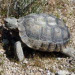 desert tortoise