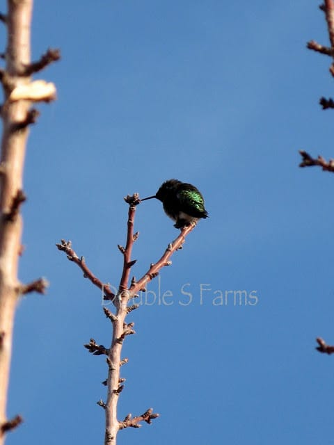 little hummingbird