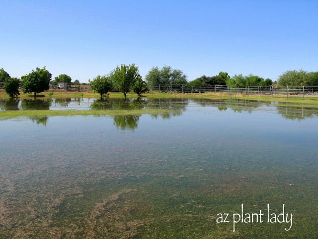 flooded landscapes