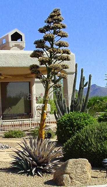 agave paniculate flowering stalk in desert southwest garden