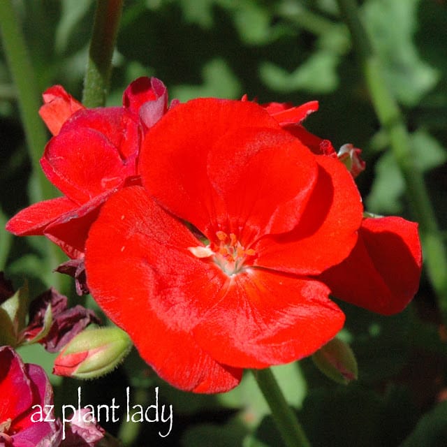 Geranium Flower