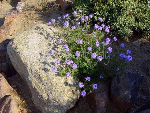 Goodding's Verbena 