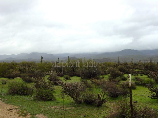 Rainy Day(s) In The Desert...