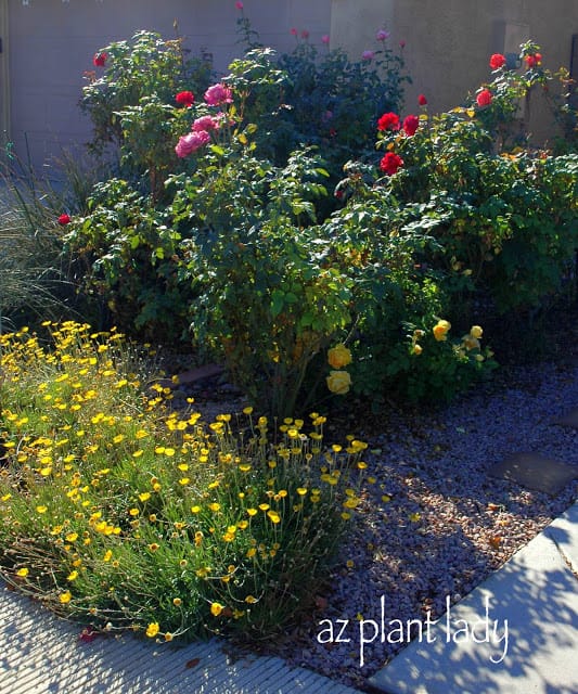 My neighbor's garden