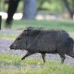 Javelina