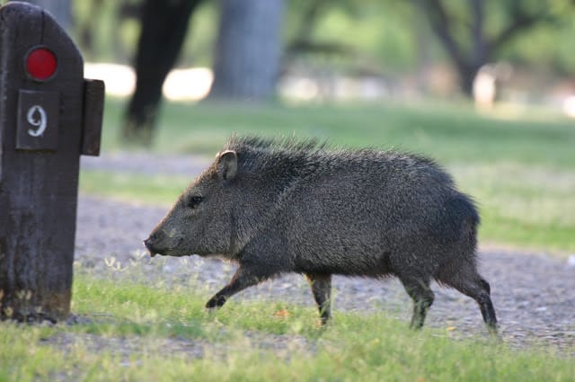 native wildlife