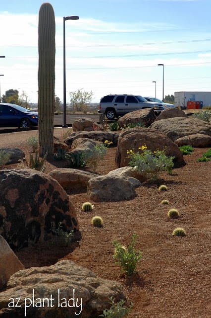 A Garden Arises From a Mountain of Trash