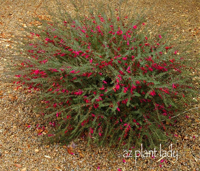 Valentine shrub