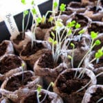 little seedlings