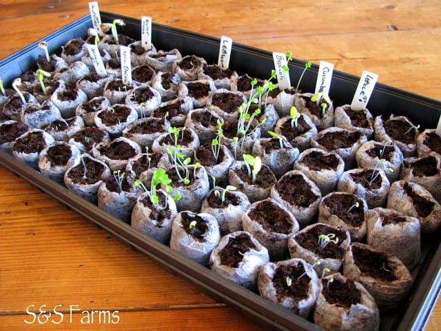 little seedlings