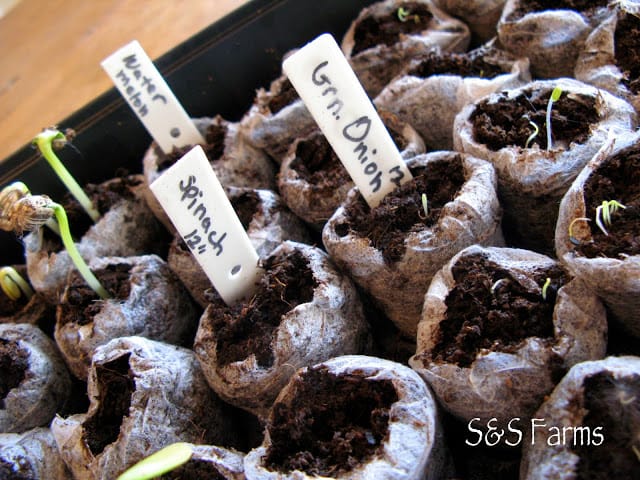 little seedlings