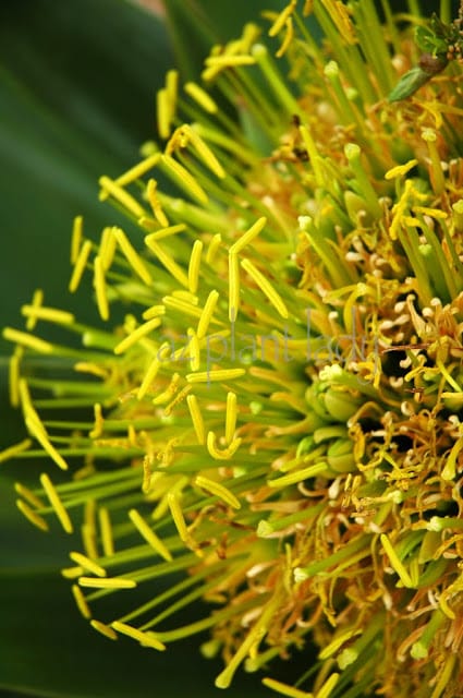 Agave desmettiana flower with small bulbils growing within the flower