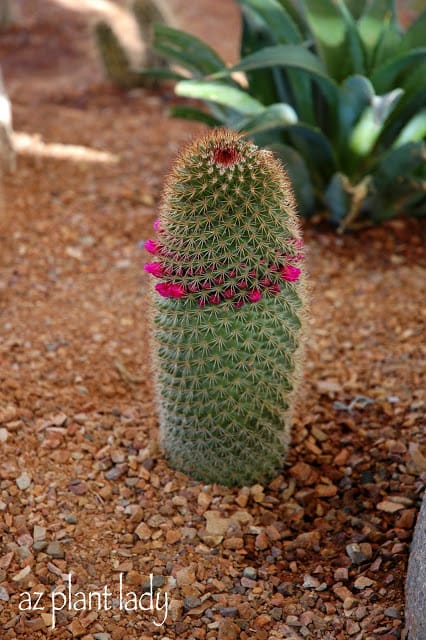 beautiful little garden