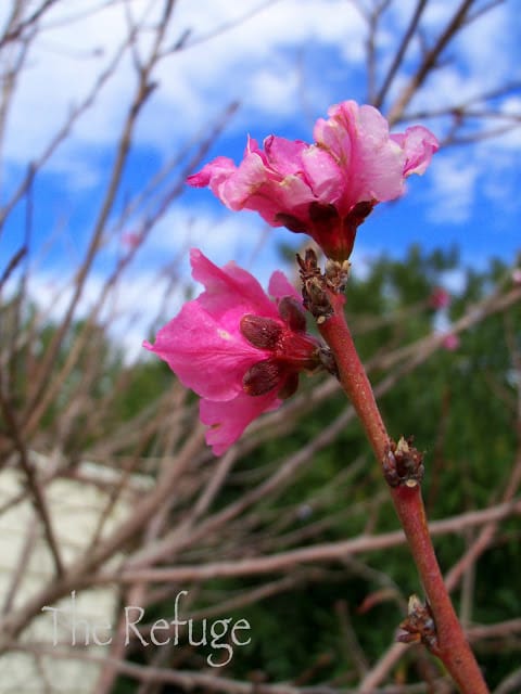 Beautiful Desert Garden 