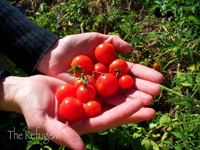 Freshly Grown Tomato