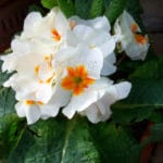 Primula