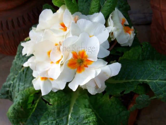 Primula