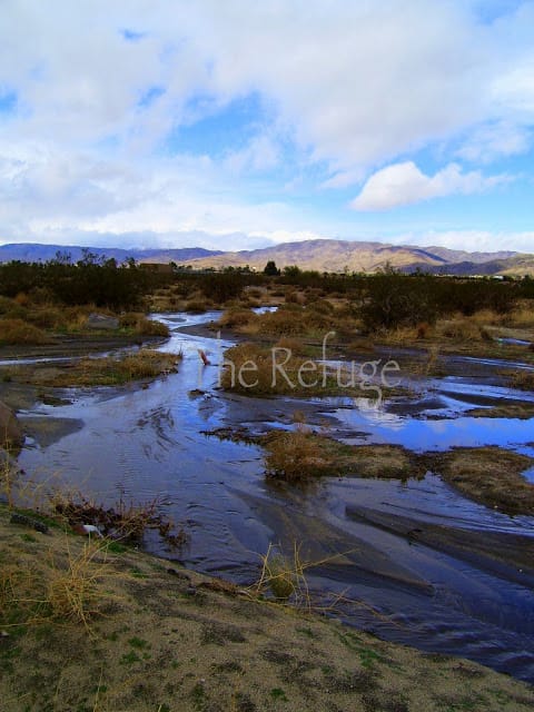 desert surrounding 