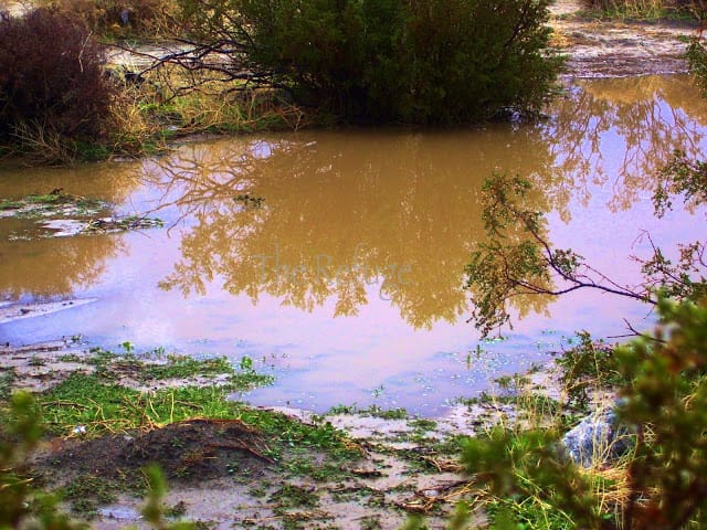 desert surrounding 