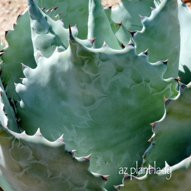 Thorns surround each leaf of this Agave colorata