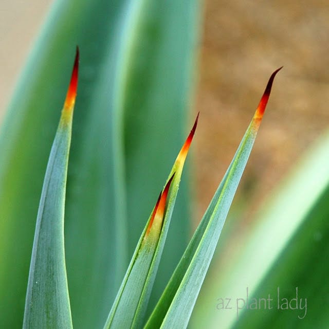 The sharp spines of Agave desmettiana begin to emerge