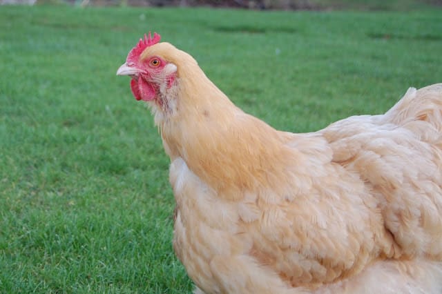 Chicken Farmer
