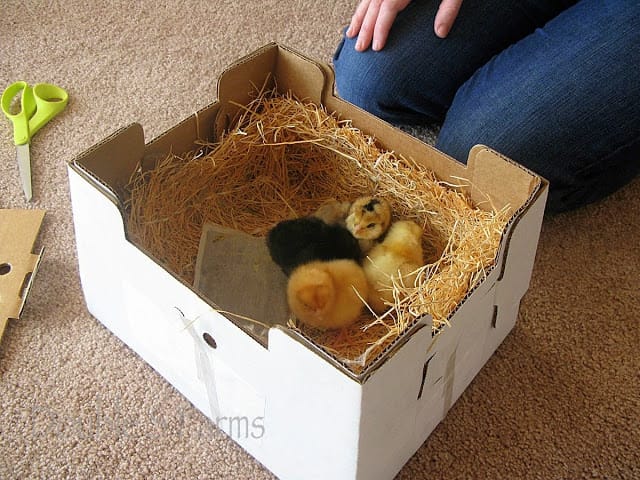 Baby Chicks