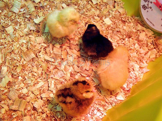 Baby Chicks