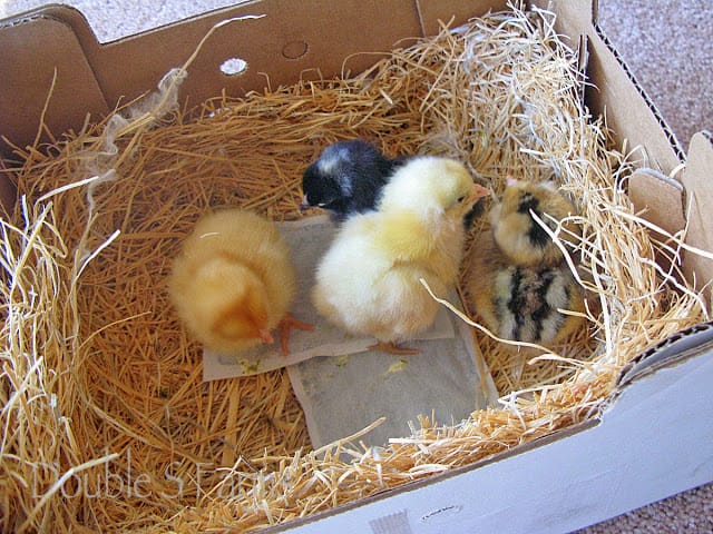 Baby Chicks