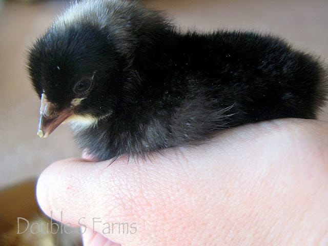 Barred Plymouth Rock chick