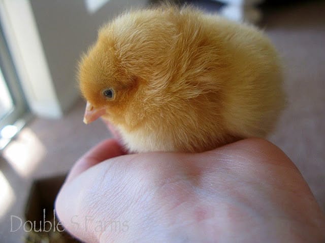 Baby Chicks