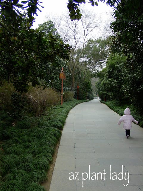 The gardens of West Lake, Hangzhou, Winter 2005