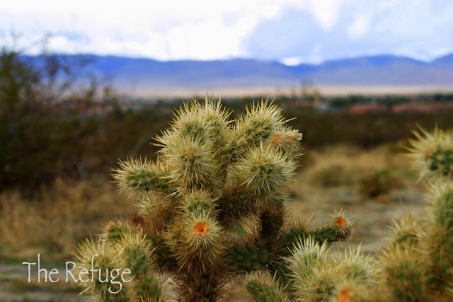 Beautiful Desert Garden 