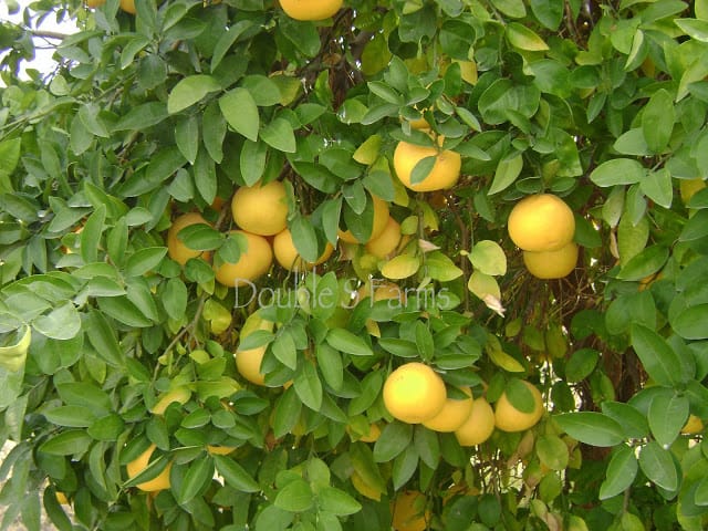 The grapefruit tree is heavily laden with delicious fruit.