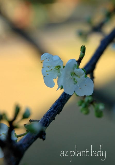 Signs of Spring