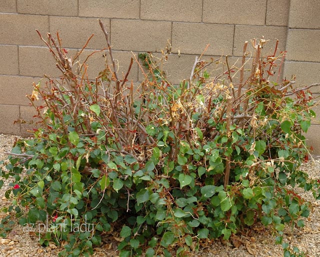 Spring Pruning 