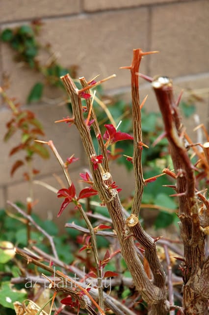 Spring Pruning 