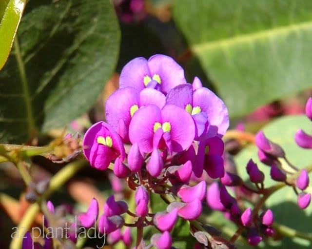 Purple Lilac Vine