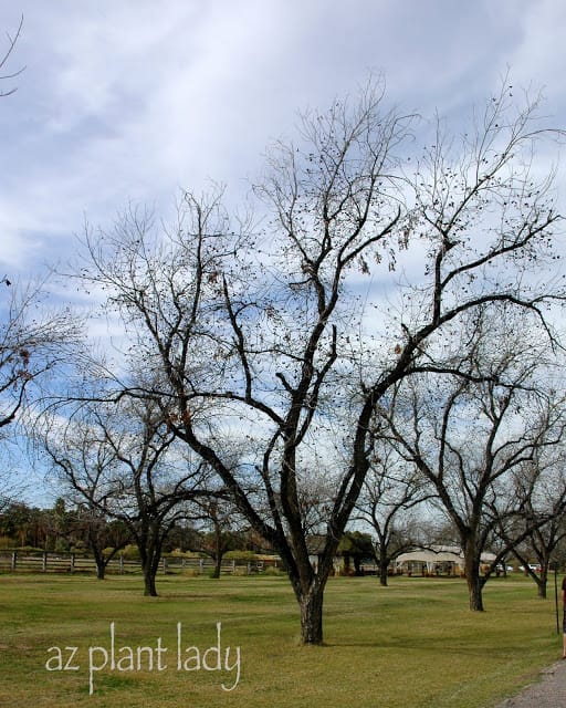 The Farm at South Mountain