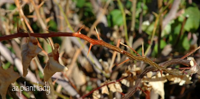 Frost Damage