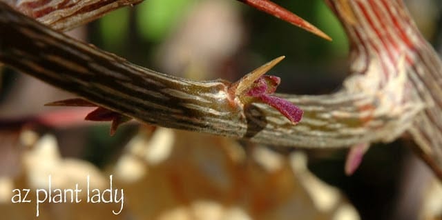 Spring Pruning 