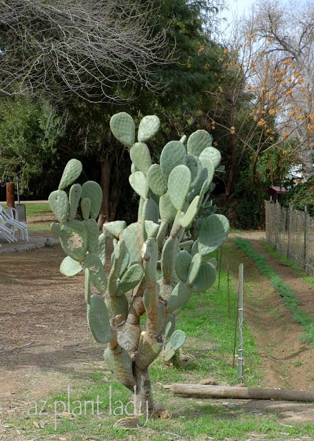 Succulent plants 