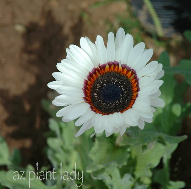 organic flower