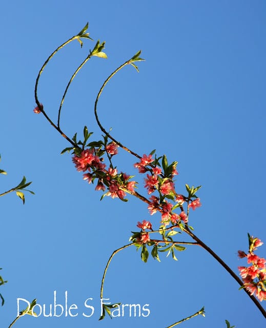 Peach blossoms reach towards the sky