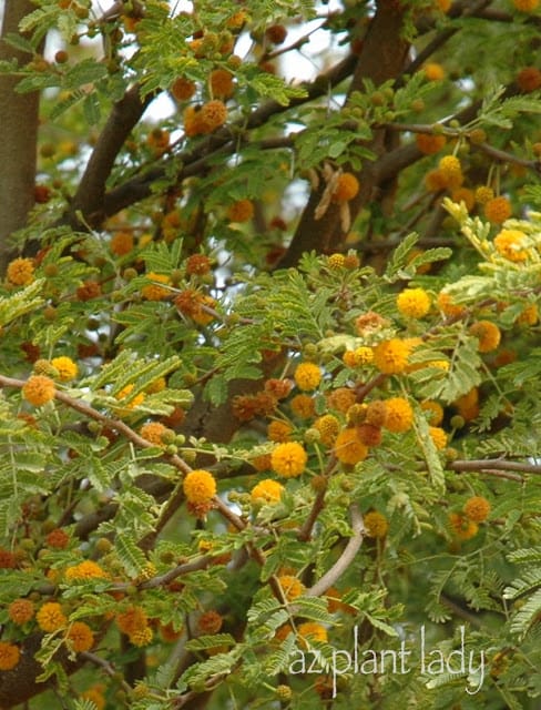 Sweet Acacia Tree