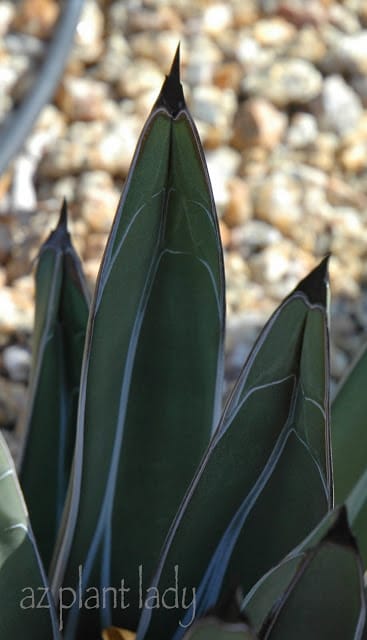 The leaves of the Victoria Agave (Agave victoria-reginae)