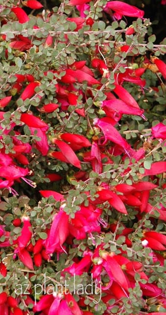 Valentine Shrub