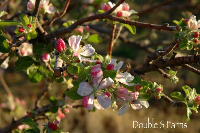 The apple trees are now covered in blossoms.